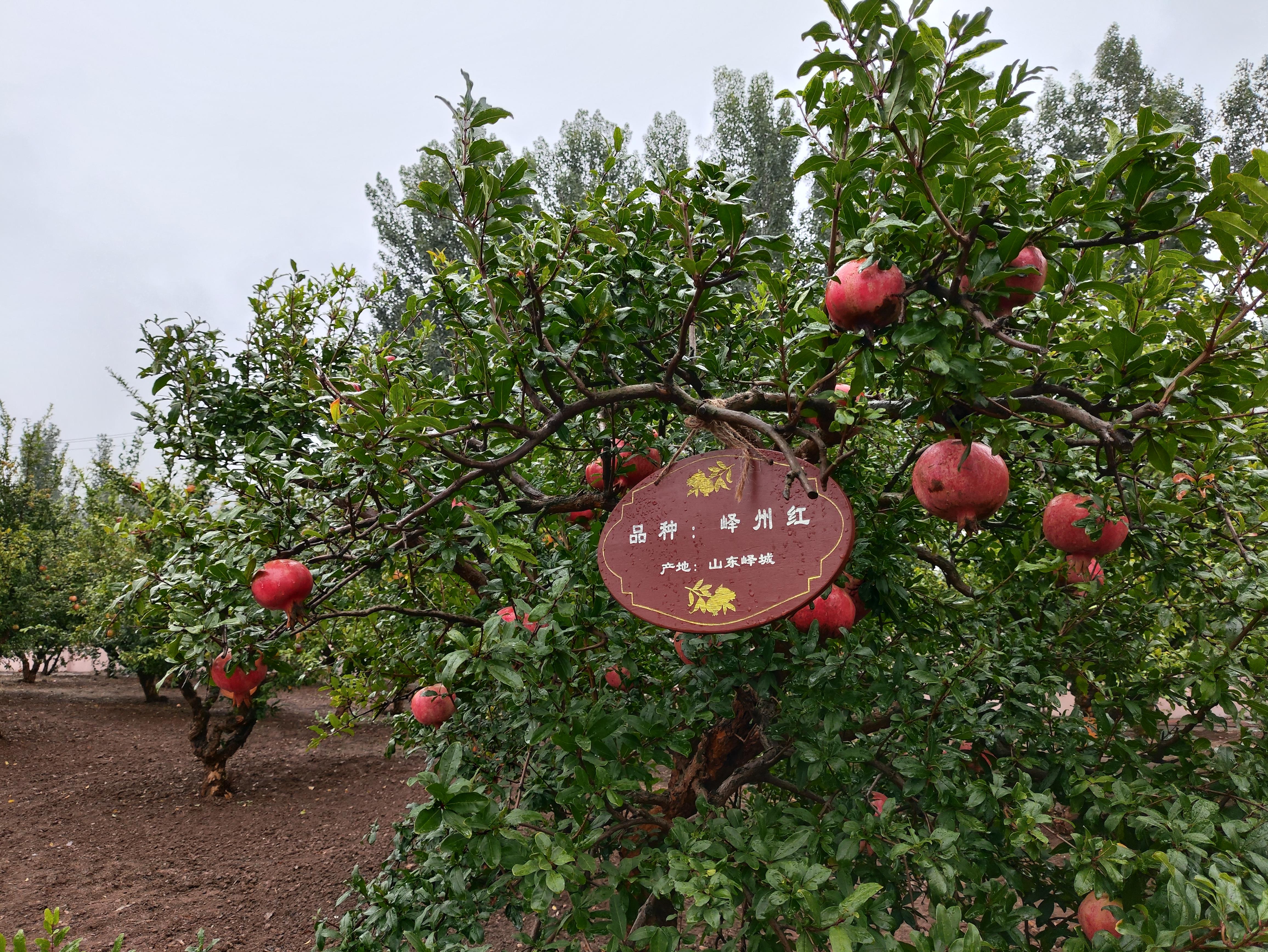 鉴往知来，跟着总书记学历史丨千年石榴园 振兴新画卷