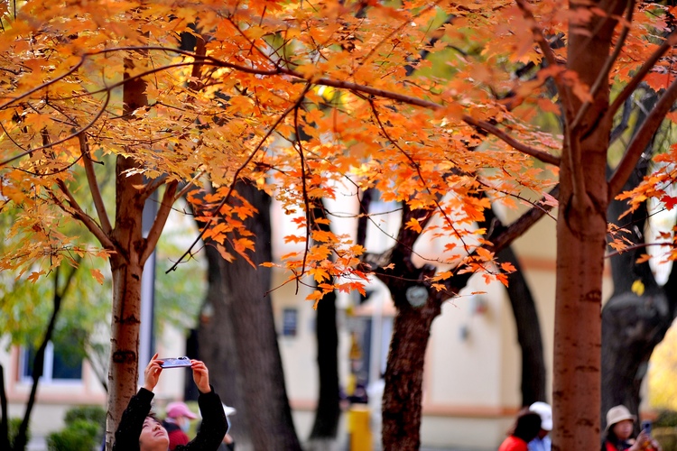 龍江秋韻丨霜降楓葉紅