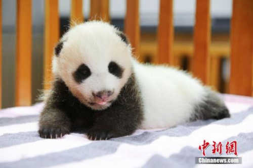 日本和歌山：熊猫宝宝降生 最高龄父亲刷新纪录