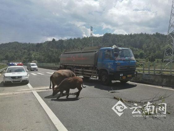 莽牛“越狱”拖树枝逛高速 交警客串牛倌寻主(图)