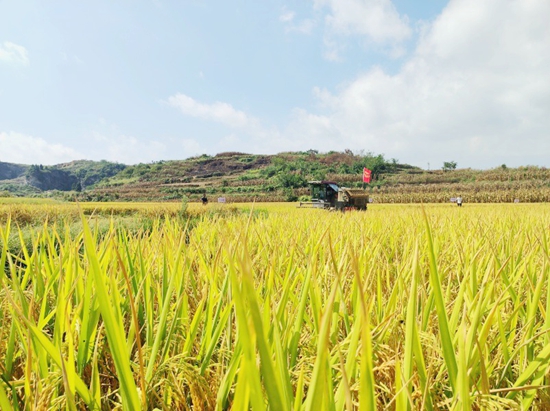 贵州瓮安举行2023年农民丰收节暨粮食作物（水稻）机收减损大宣传大培训大比武活动_fororder_1