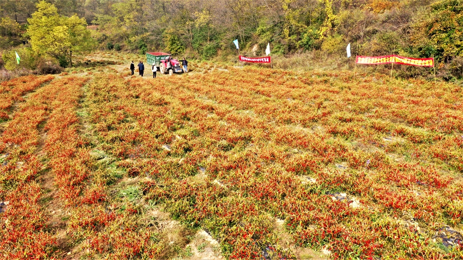 天水清水：朝天辣椒採摘忙 火紅産業助振興_fororder_圖片20