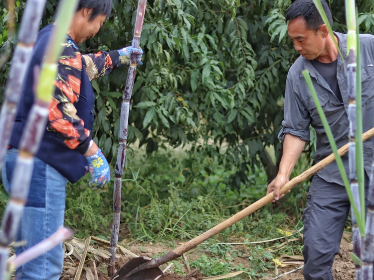 保定博野：甘蔗丰收蔗农乐 乡村振兴添动力_fororder_2