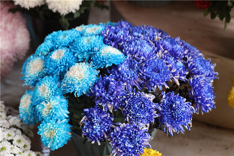 3.2 Million Pots of Chrysanthemums Adorn Kaifeng, Henan_fororder_14