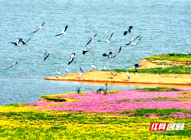 多方联合多措并举湖南竭力为候鸟迁飞保驾护航