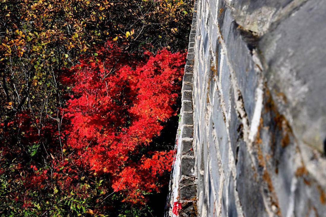 丹東虎山長城迎來秋遊高峰