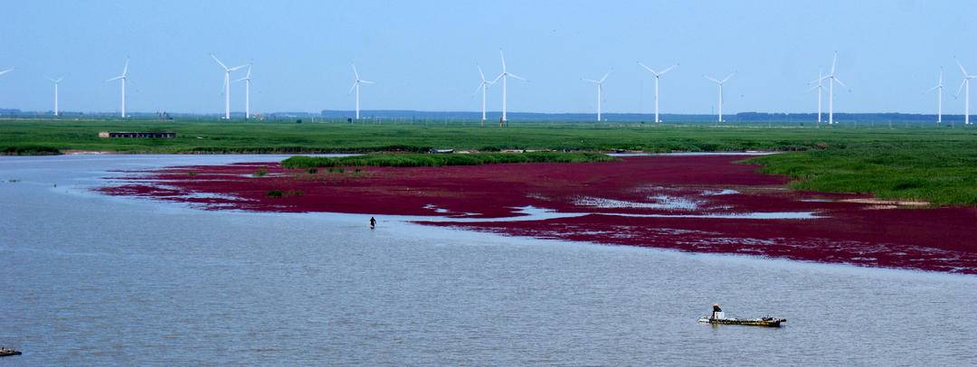 锦州美丽红海滩吸引众多游客打卡观光