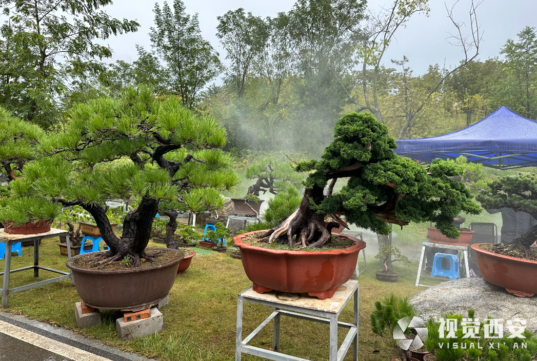 2023陕西长安花卉大会开幕 市民可近距离赏“花开盛宴”