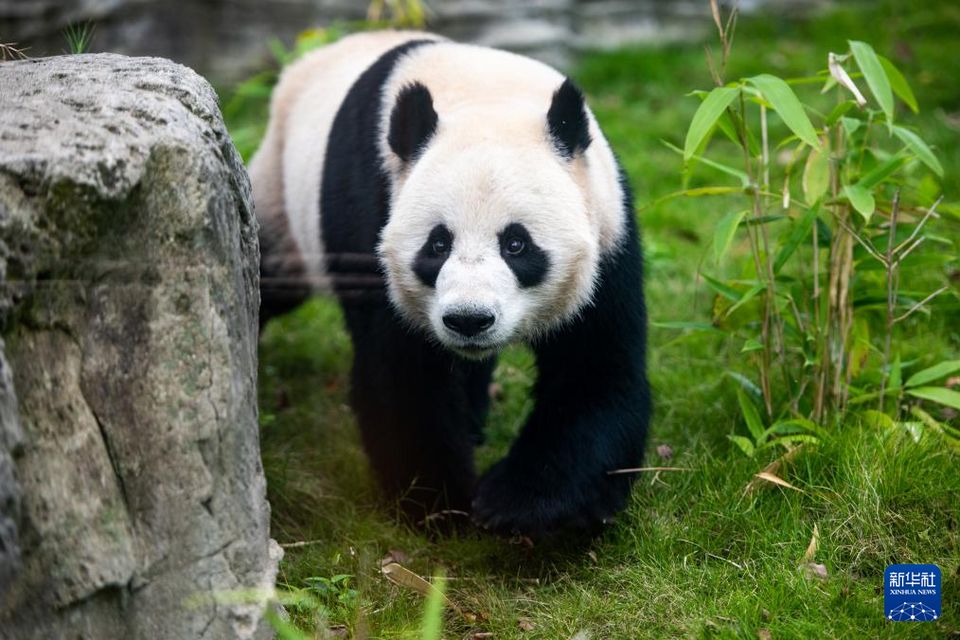湖北武汉：探访大熊猫“武林”“盟盟”
