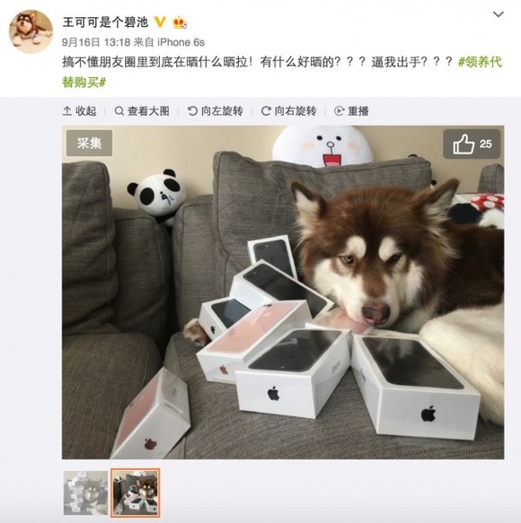 不如狗系列！王思聪为爱犬买8台iPhone7-王思聪-东北网娱乐