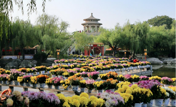 【英语】9th Hanyuan Chrysanthemum Arrangement Exhibition Kicked off in Kaifeng, China