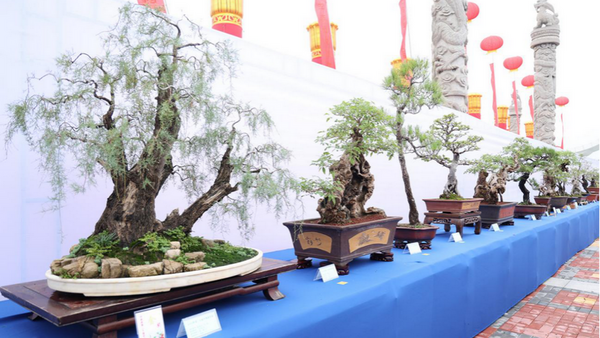 【原创】第二十届中国·中原花木交易博览会在许昌鄢陵开幕