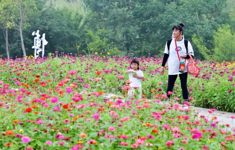 合肥蜀山：四季花海26000平方米百日草花盛开_fororder_微信图片_20230928104734