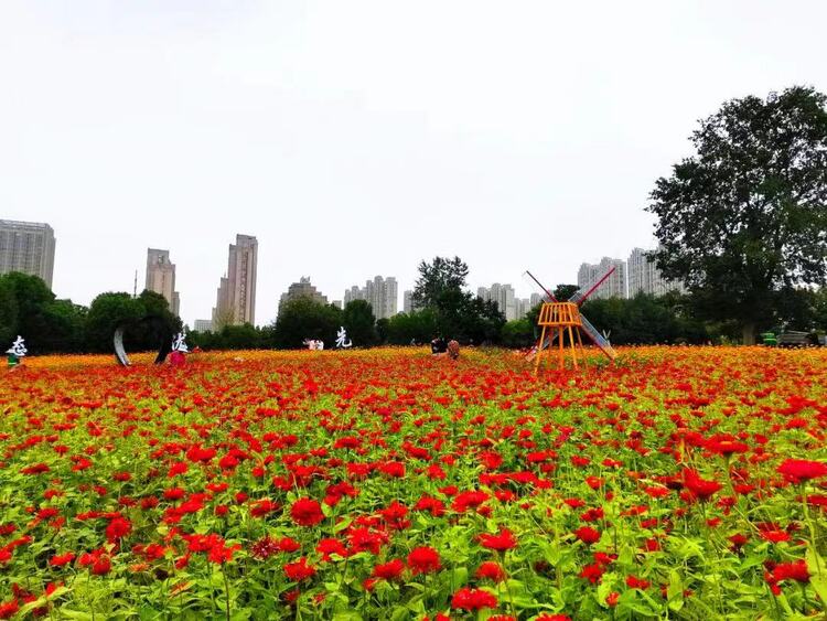 合肥蜀山：四季花海26000平方米百日草花盛开_fororder_微信图片_20230928104729