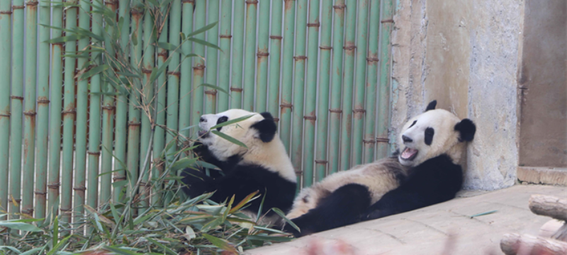驻华大使夫人在周至：邂逅“秦岭精灵” 共赴“熊猫之约”