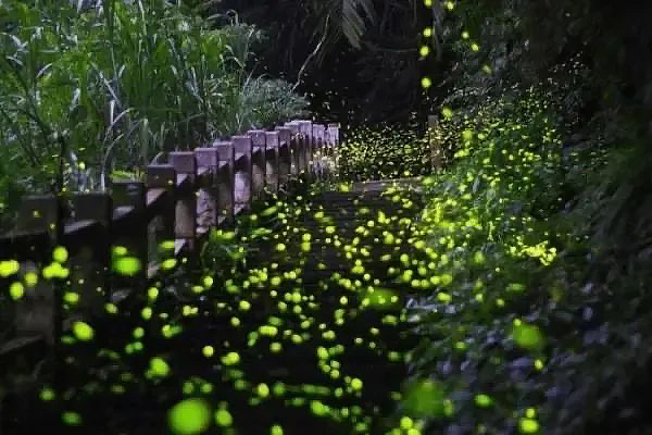 到成都街頭走一走｜在邛崍的街頭與浪漫相遇_fororder_天台山螢火蟲-供圖-邛崍市委宣傳部