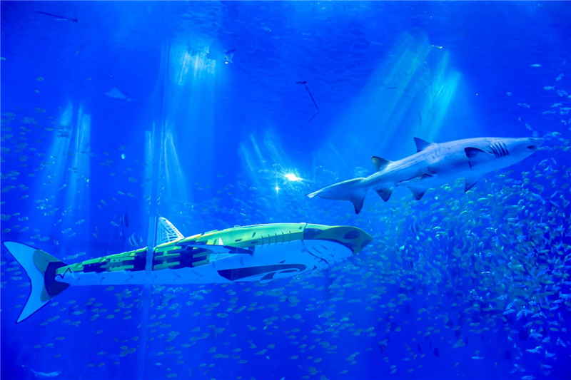 郑州海昌海洋旅游度假区正式迎客_fororder_图片11