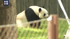 旅美大熊猫“告别派对”举行 “熊猫迷”驱车十小时前来告别