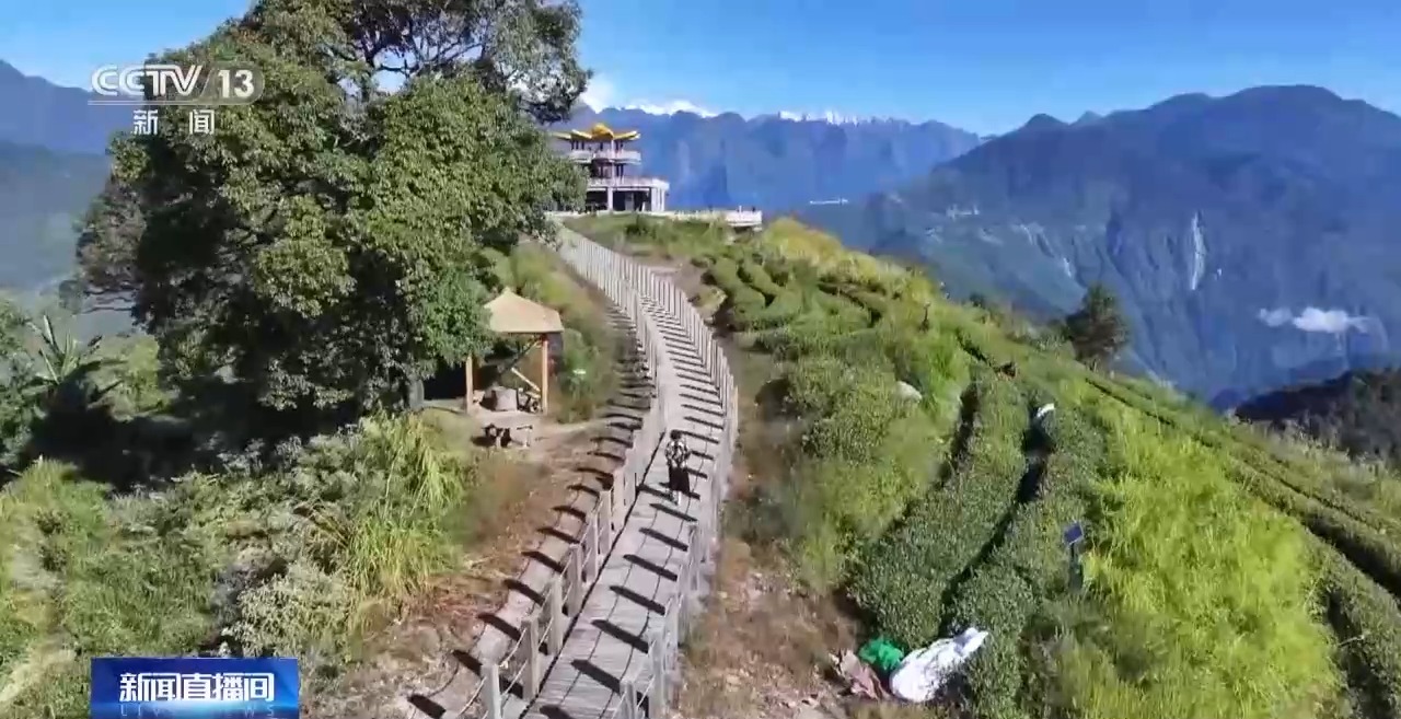 茶田變景點 水果出深山！墨脫公路通車十年 邊城山鄉更美了