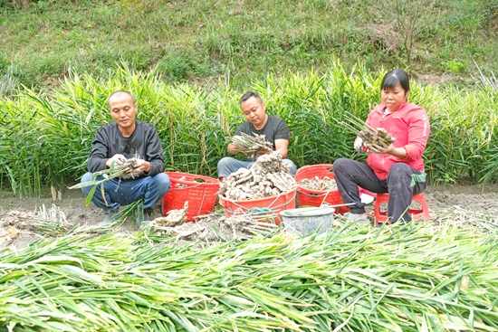 貴州天柱：村民種姜穩增收_fororder_村民選生薑入筐.JPG