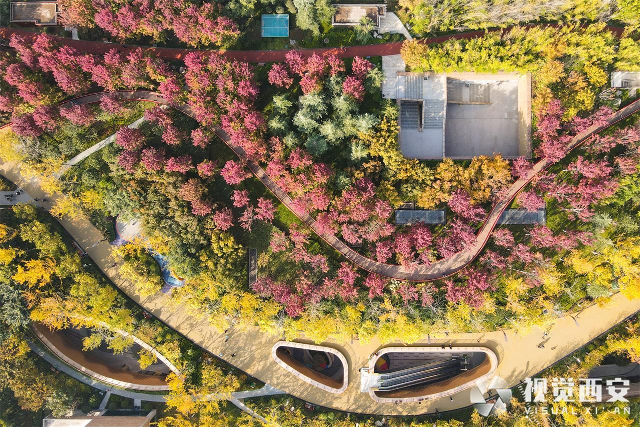 五彩斑斓 幸福林带