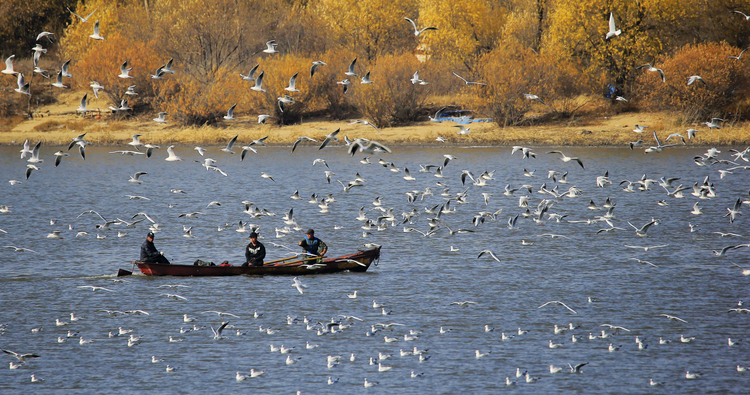 龍江秋韻丨萬頃松江濕地美成生態畫廊