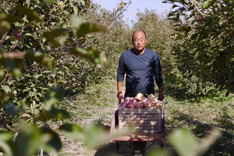 河北东光：特色种植铺就“致富路”_fororder_图片2