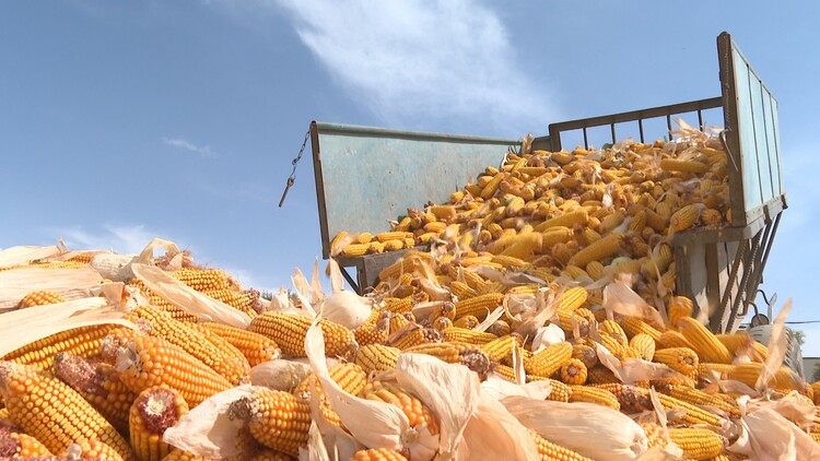 金昌永昌:玉米收成好 遍地黄金粮