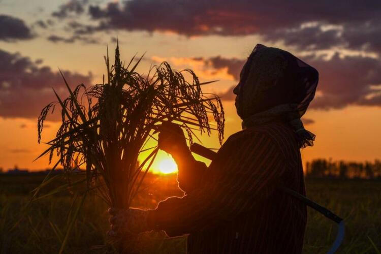 今日新華每日電訊頭版,吉林發展亮點滿滿!