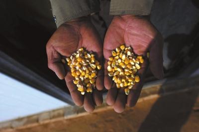陜西靖邊4000畝轉基因玉米遭強鏟 種子商已被拘留