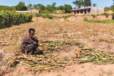 陜西靖邊4000畝轉基因玉米遭強鏟 種子商已被拘留