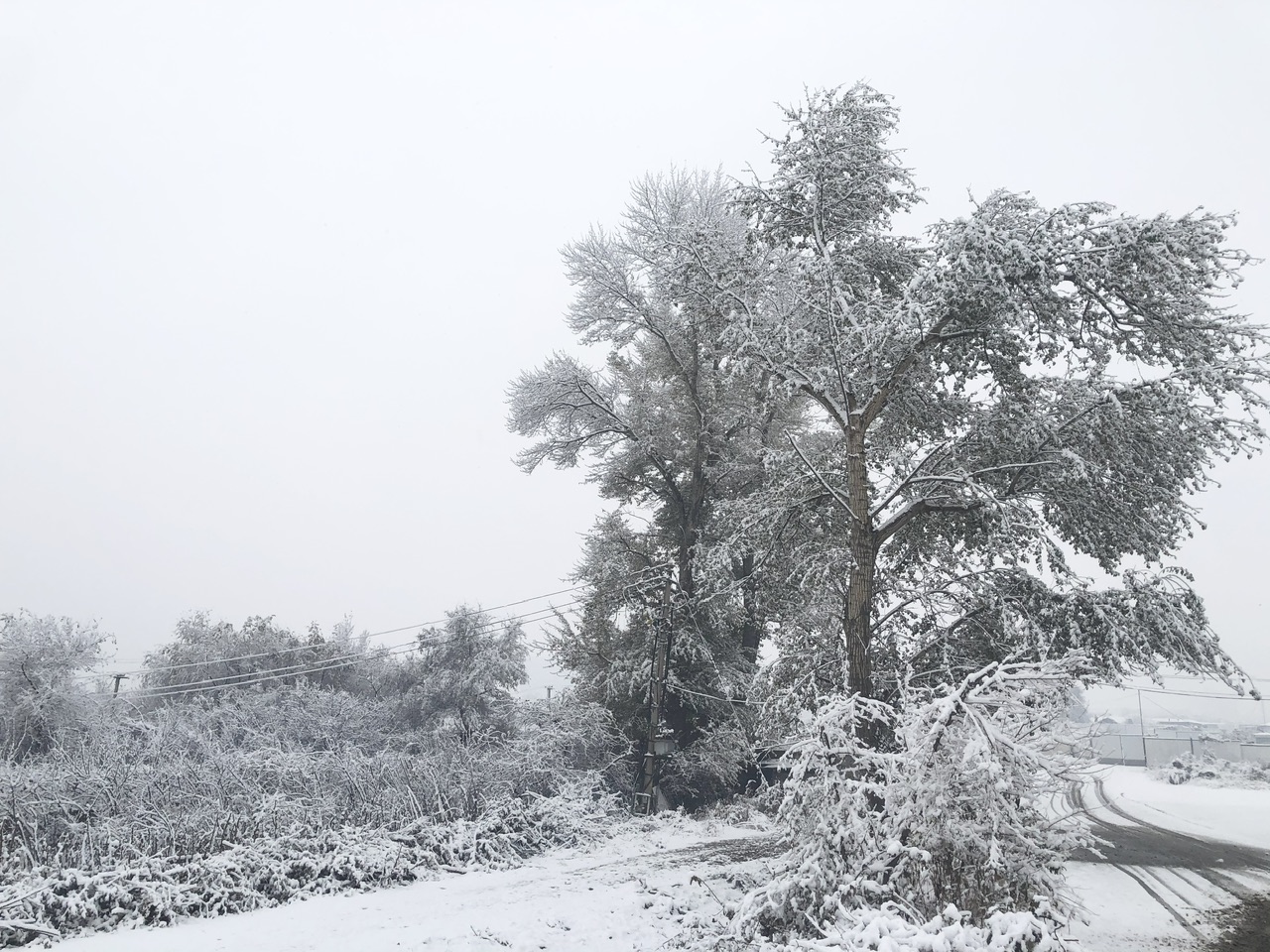 喜迎入冬第一場大雪 長春變成“白富美”！