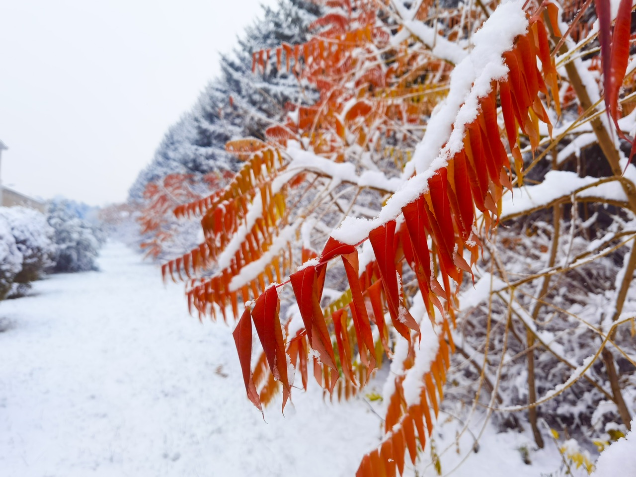 喜迎入冬第一场大雪 长春变成“白富美”！