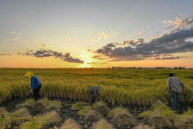今日新華每日電訊頭版,吉林發展亮點滿滿!