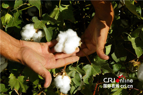 美国批准新型转基因棉花用作食品原料