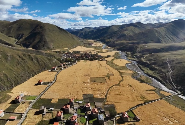 （转载）青稞飘香“丰”景美 四川雅江秋收正当时