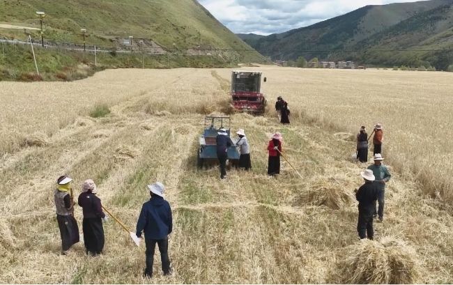 （转载）青稞飘香“丰”景美 四川雅江秋收正当时