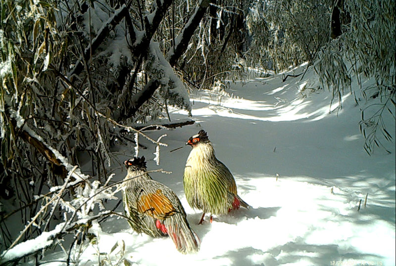 （转载）大熊猫国家公园成立两周年 绿色成为绵竹高质量发展的最亮底色
