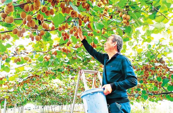 【原創】河南省科技廳幫扶種植獼猴桃 盡顯“科技范兒”