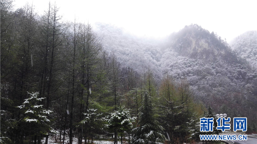 【大美荊楚·靈秀湖北】【焦點圖】【神農架】湖北神農架降下“清明雪”