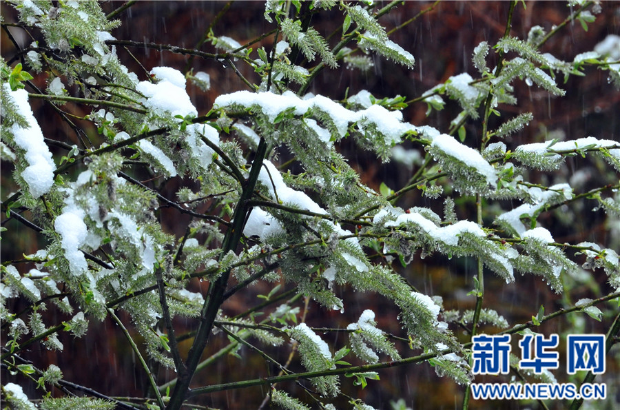 【大美荊楚·靈秀湖北】【焦點圖】【神農架】湖北神農架降下“清明雪”