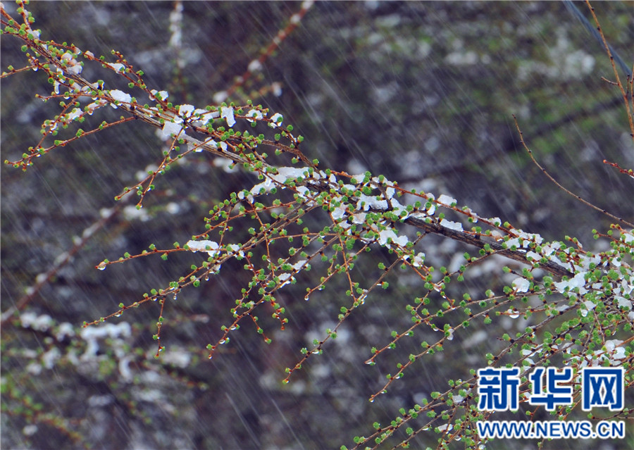 【大美荊楚·靈秀湖北】【焦點圖】【神農架】湖北神農架降下“清明雪”