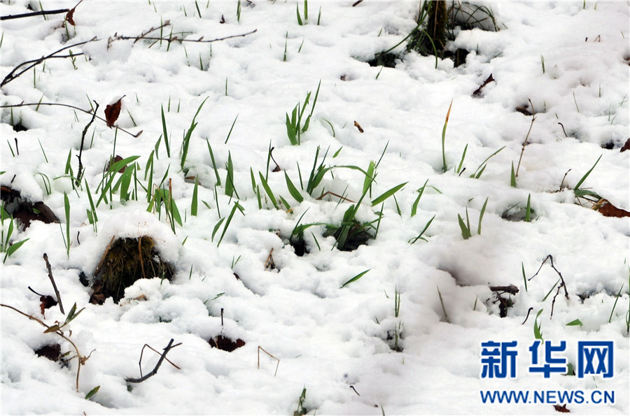 【大美荊楚·靈秀湖北】【焦點圖】【神農架】湖北神農架降下“清明雪”