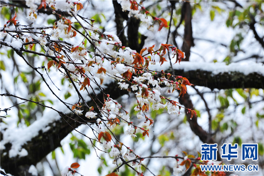 【大美荊楚·靈秀湖北】【焦點圖】【神農架】湖北神農架降下“清明雪”