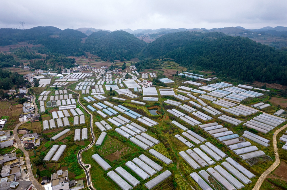 贵州黔西：寒露时节采花忙_fororder_2023年10月8日拍摄的贵州省黔西市洪水镇长堰社区鲜花种植基地一角（无人机照片）。DJI_0126.JPG