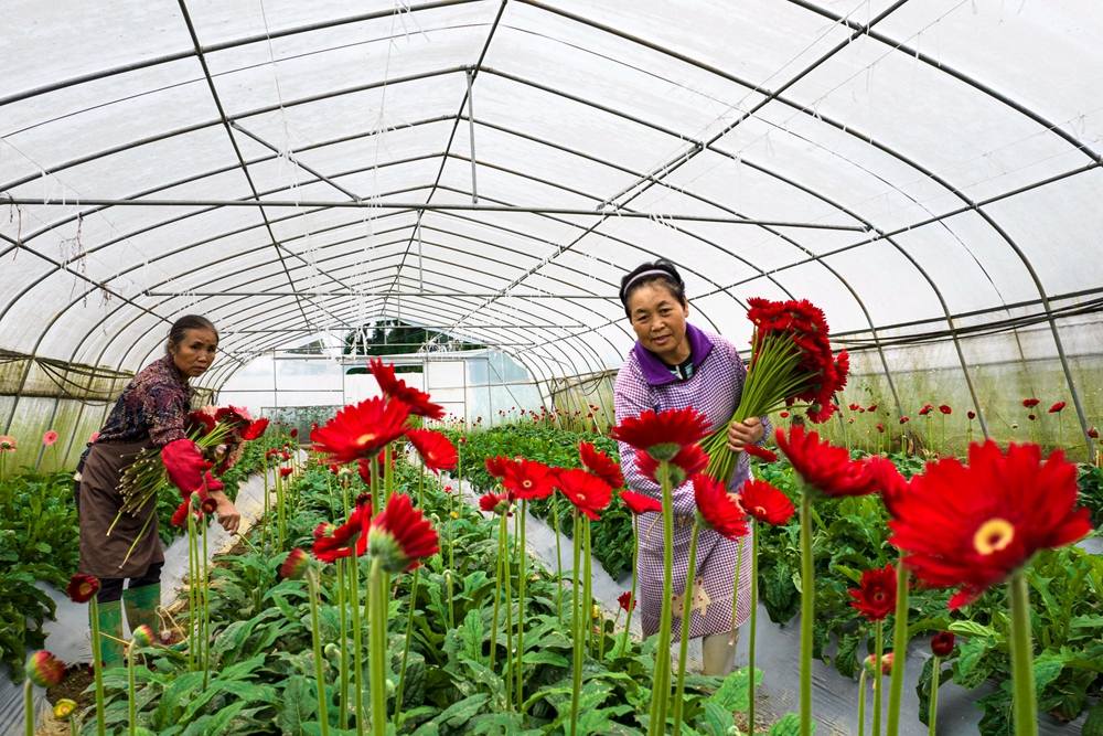 貴州黔西：寒露時節採花忙_fororder_2023年10月8日，村民在貴州省黔西市洪水鎮長堰社區鮮花種植基地採摘非洲菊。DJI_0083.JPG