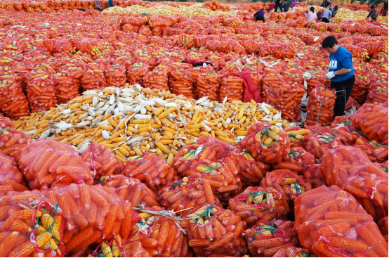 河北曲阳：高粱红玉米黄 田野奏响“丰收曲”_fororder_河北曲阳：高粱红玉米黄 田野奏响“丰收曲”183