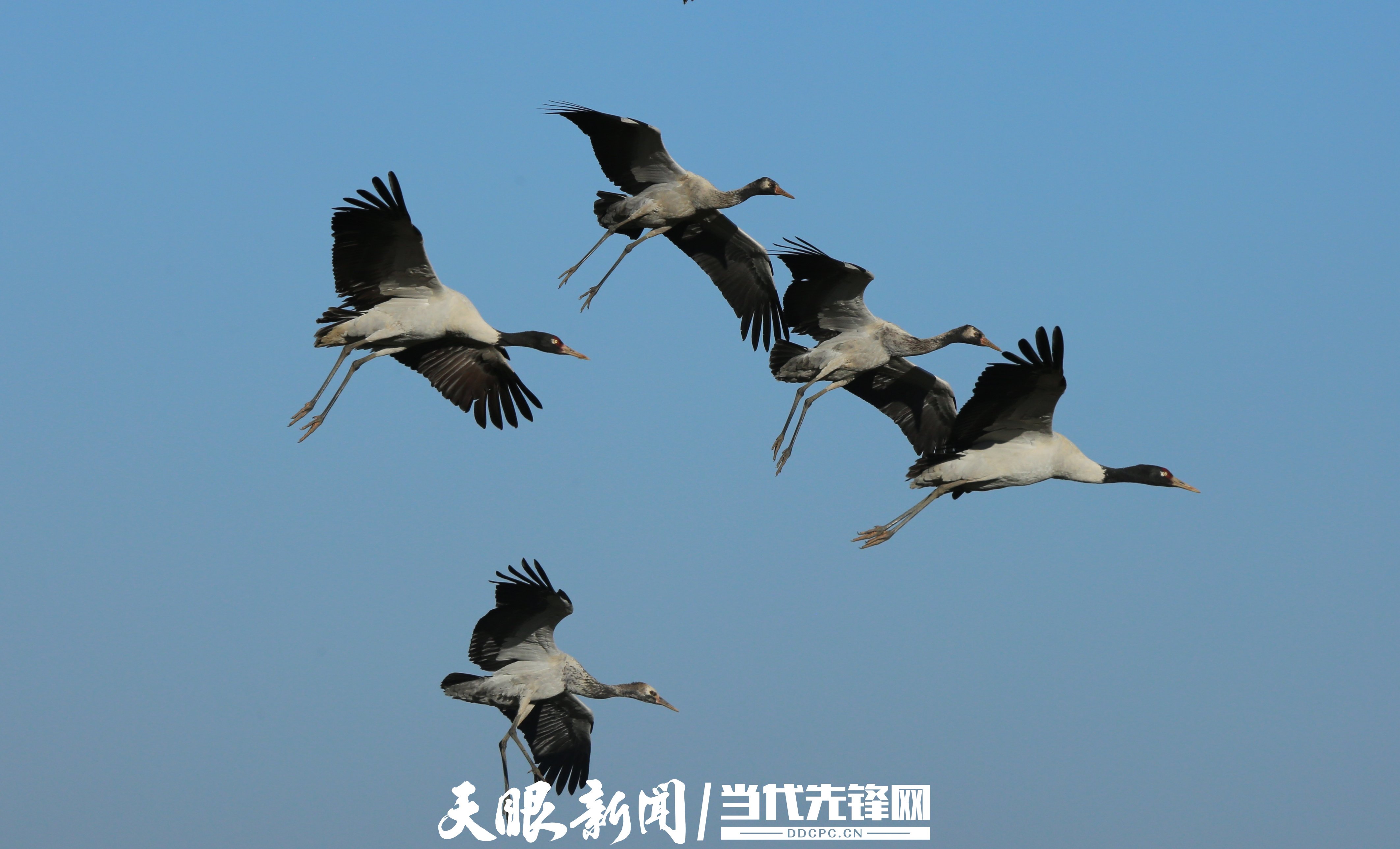 （中首）飞行800公里！贵州草海迎来首批越冬黑颈鹤