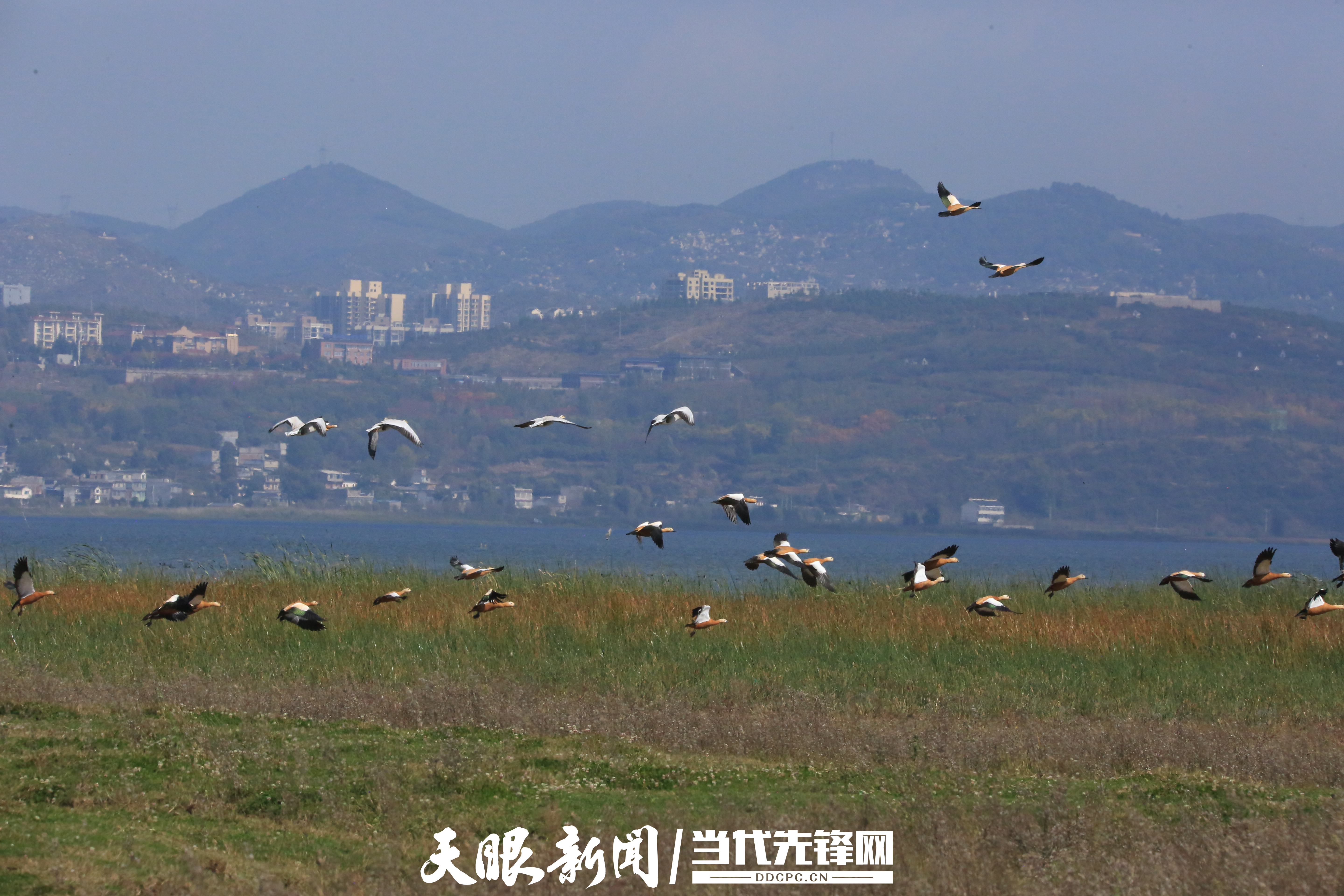 （中首）飞行800公里！贵州草海迎来首批越冬黑颈鹤