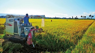 雲南大理：洱海湖畔有機水稻喜開鐮